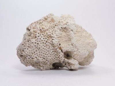 Korál Favorites sp. - Kotouč, Štramberk u Příbora